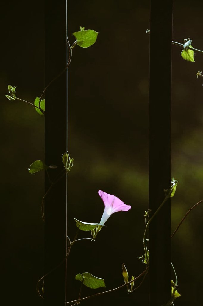 نیک دل لوگ جب تکلیف پاتے ہیں تو محبت کرنا نہیں چھوڑتے، بلکہ صرف اسے ظاہر کرنا چھوڑ دیتے ہیں۔