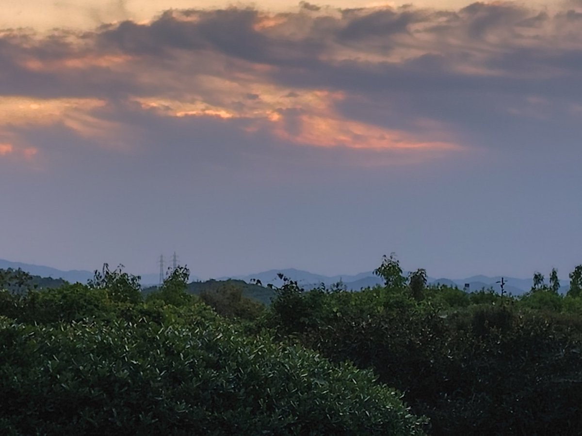 nippaishintozan's tweet image. R08(26)0425
#sunrise #日の出 #日拝
若葉が茂ると虫たちが大発生し、それを餌とする鳥たちが一層賑やかになるという、新緑の季節到来を実感し、「自ら逃げたり払ったりできない植物たちは、虫たちを退治してもらうように、鳥たちを誘うフェロモンを出すらしい…」という研究報告を思い出しました。