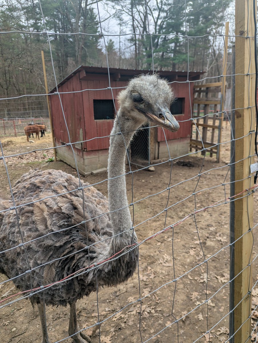 A bit bigger than the birds I usually hang out with, but pretty cool nonetheless.