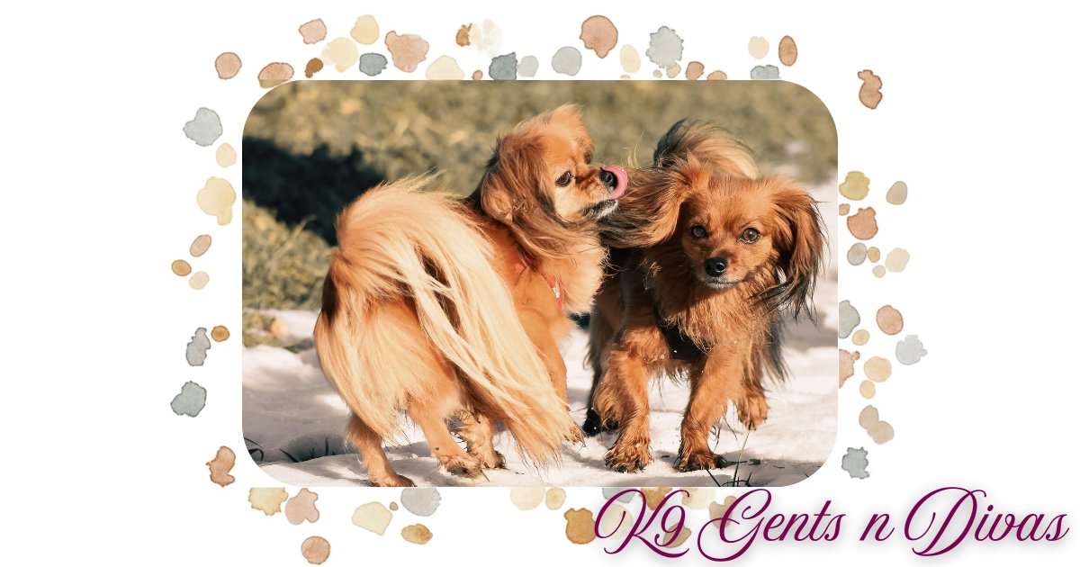 k9gentsndivas's tweet image. 🐾💕 Puppy love in every moment!
Because life is better with wagging tails and the best furry friends by your side. 🐶✨
Show your pup some love: k9gentsndivas.com

#K9GentsnDivas #PuppyLove #DogLife #FurryFriends