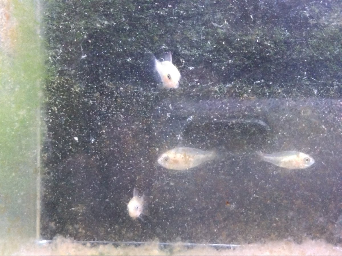 #GW #13連休 #PCゲーム

今日からゴールデンウイーク始まるよー☀

有給繋いで13連休🎶
ゆっくり、まったりとゲームできる😀

🐠熱帯魚の水槽も掃除しなきゃね
ラミレジィの稚魚４匹もかなり大きくなってきた💕