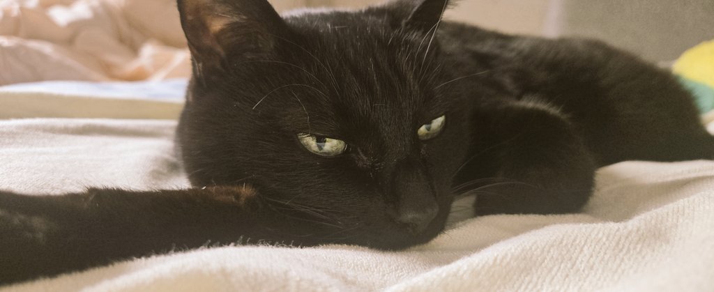 なに見てんだよ🐈‍⬛