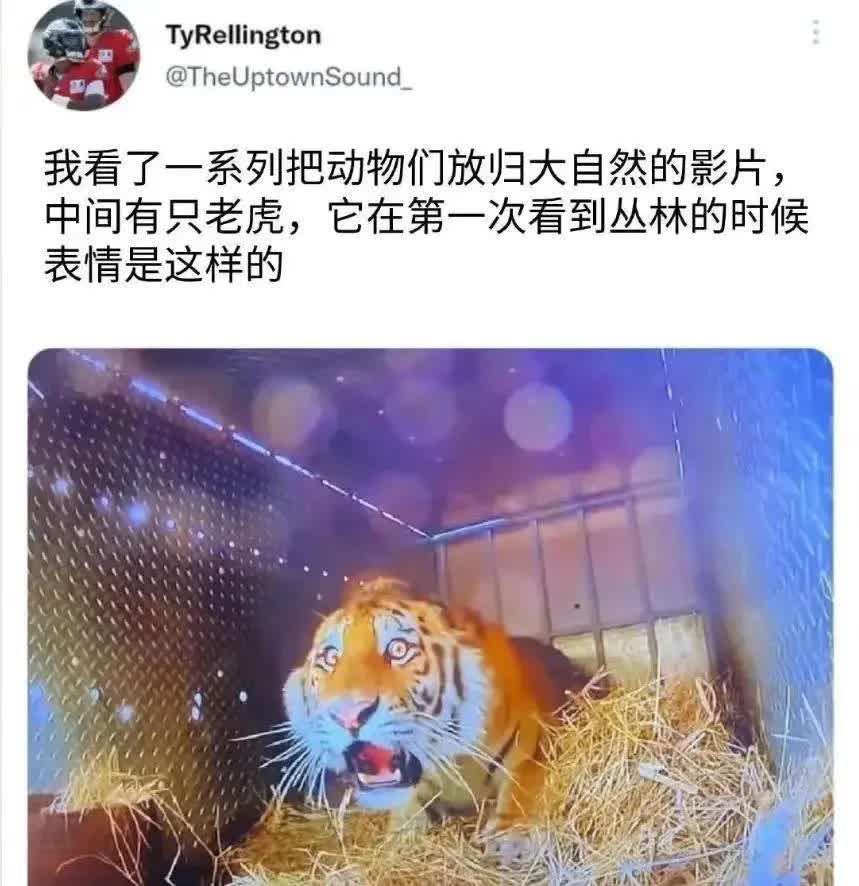 hsn.bot tweet media