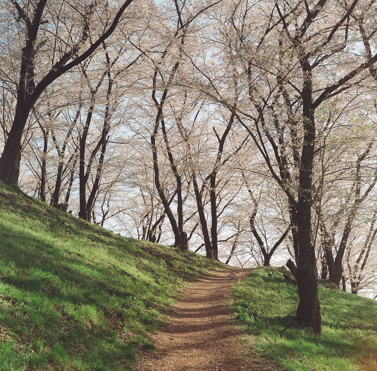 初めて6×6使ったけど、縦構図とか横構図とか考えなくて楽だし解像力もすごい高いな。Portra800