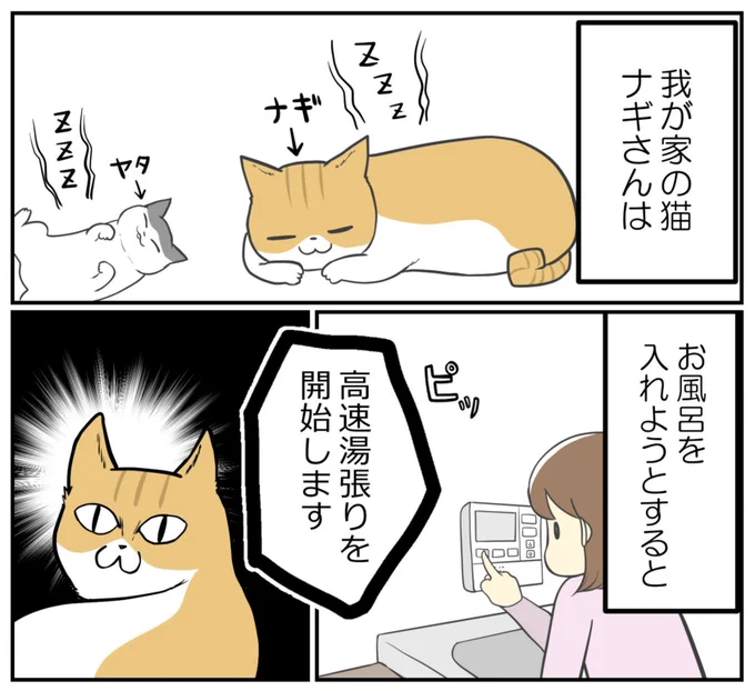 ギリギリを楽しむ猫に、事件発生(1/3) 