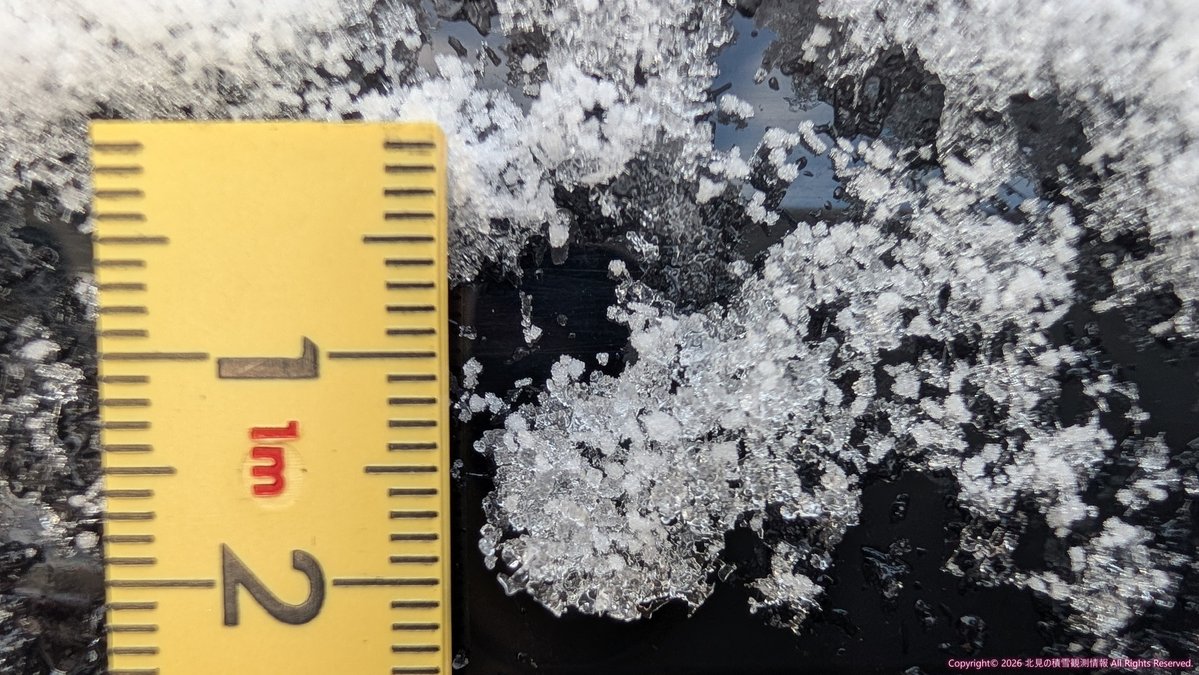 北見の積雪観測情報（気象予報士 白川龍生） tweet media