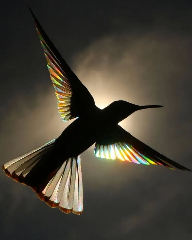 ACERVO tweet media