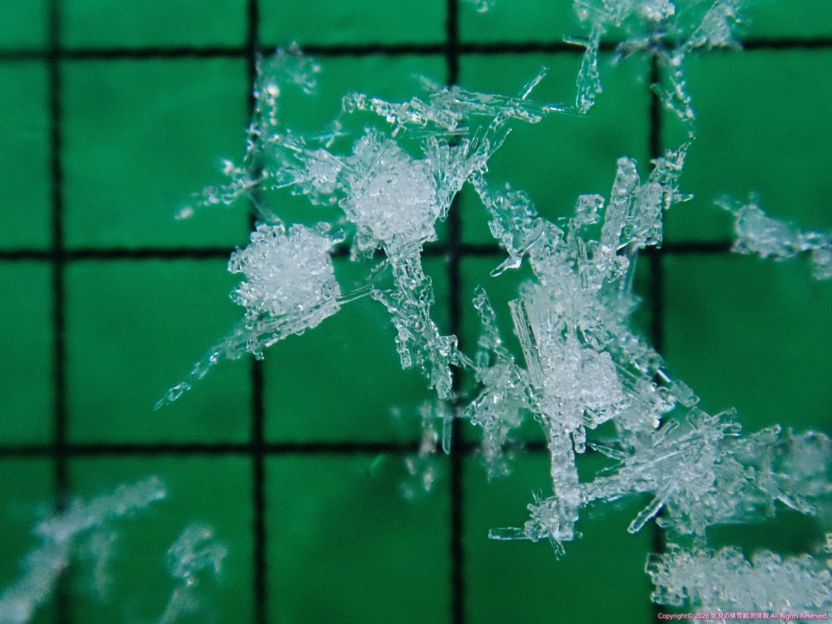 北見の積雪観測情報（気象予報士 白川龍生） tweet media