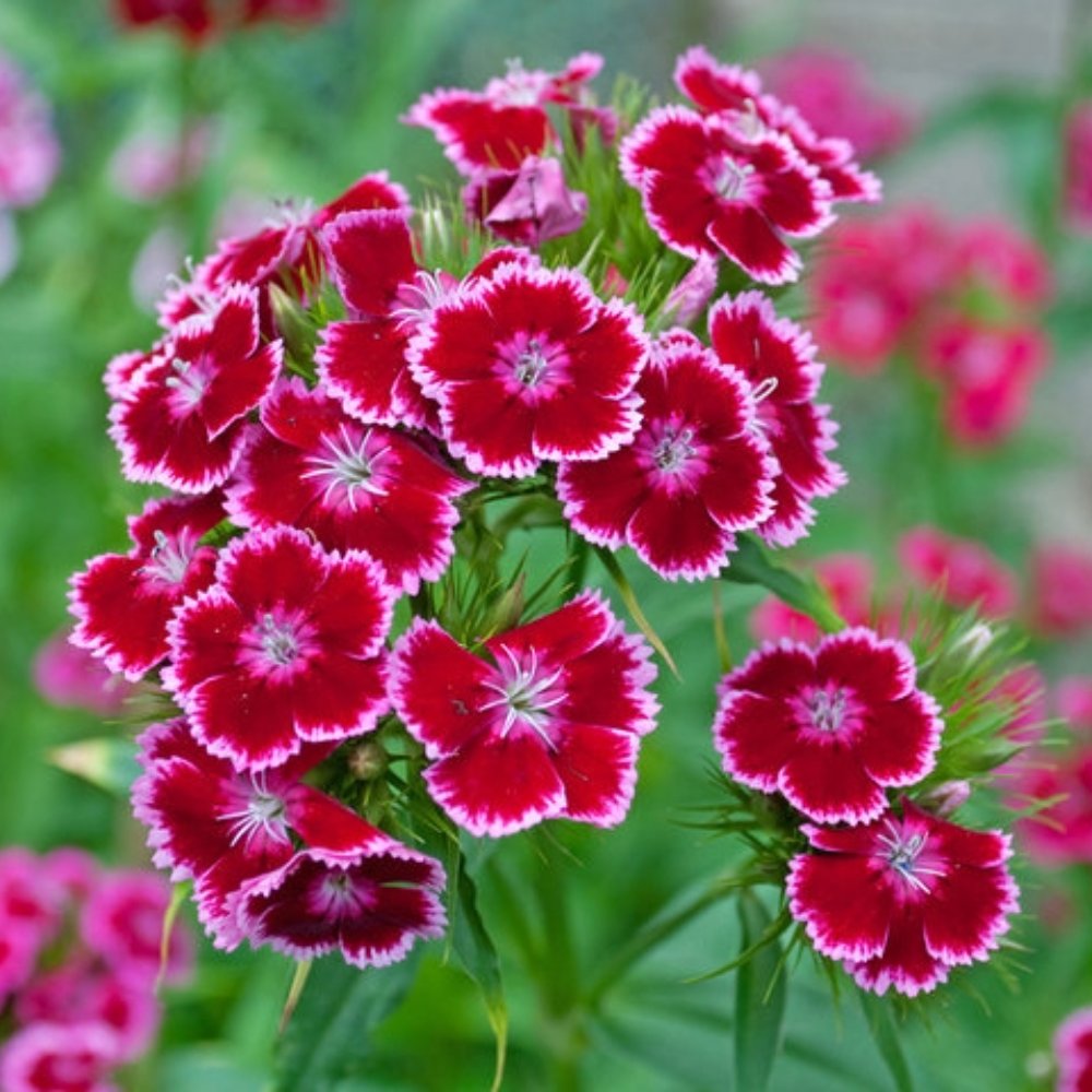 ℳℯℯ •*¨*•.¸¸☆*･ﾟ *. tweet media