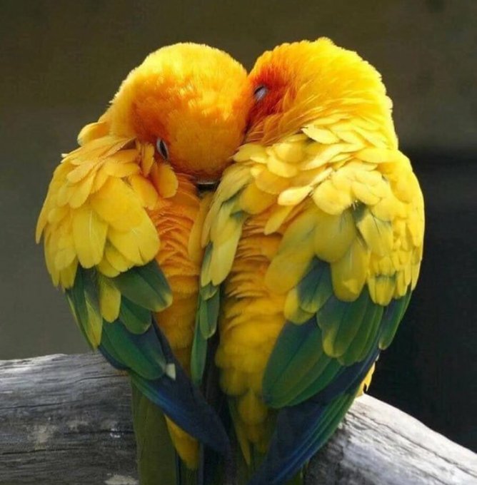 شاعر الغلابه tweet media