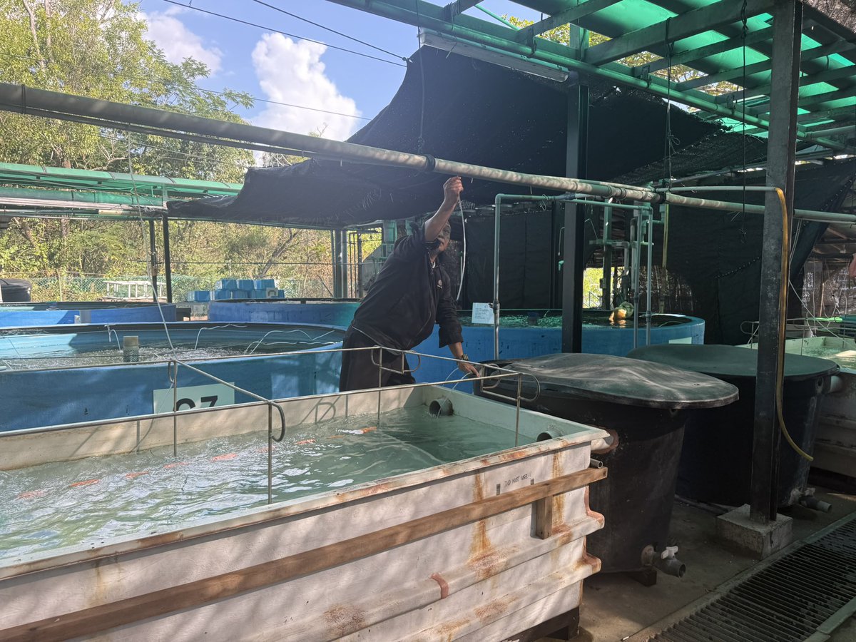 NorfazreenaF's tweet photo. Good morning everyone. I apologize for late report. Hatchery in good condition yesterday. 2nd year student select male and female lele for their mini project. Polytechnic students succesful did their presentation for their lecturers.

@UMSHatcheryTeam https://t.co/0nnc3CYeHX