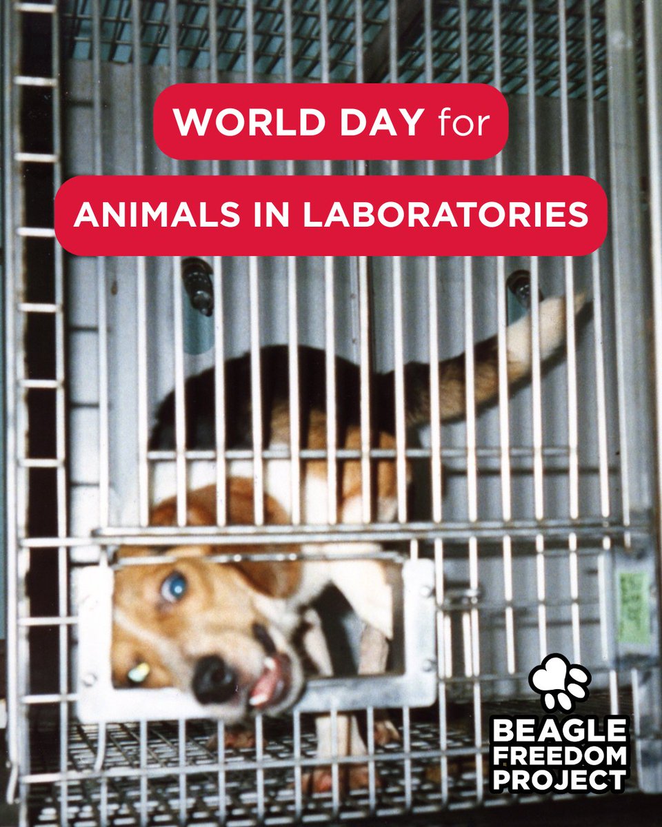 Beagle Freedom Project tweet media