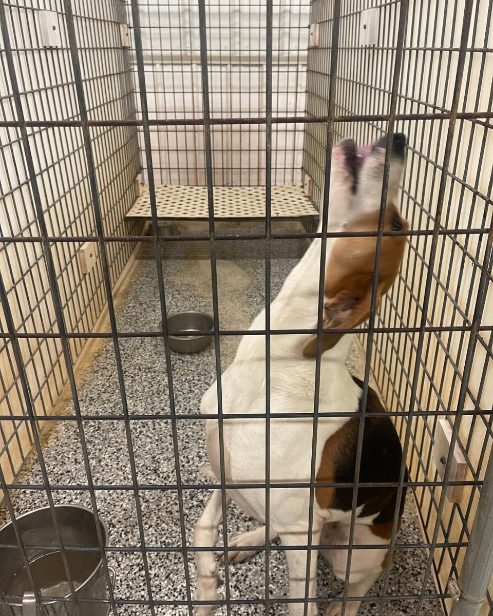 Beagle Freedom Project tweet media