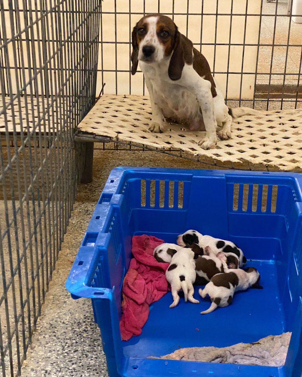 Beagle Freedom Project tweet media
