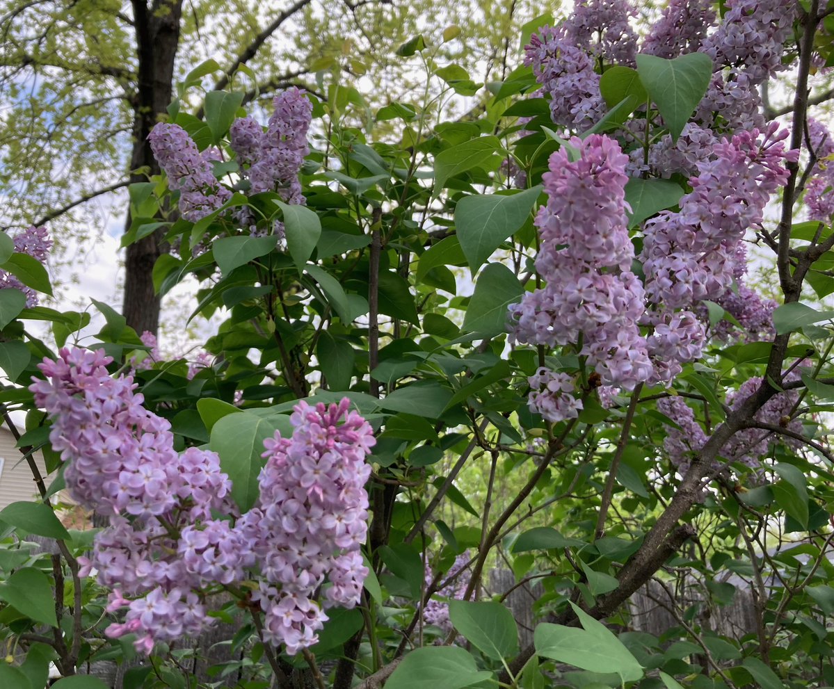 nurse_writer's tweet image. The lilacs are in bloom and it isn't even May!
#FlowerFriday #SpringTime