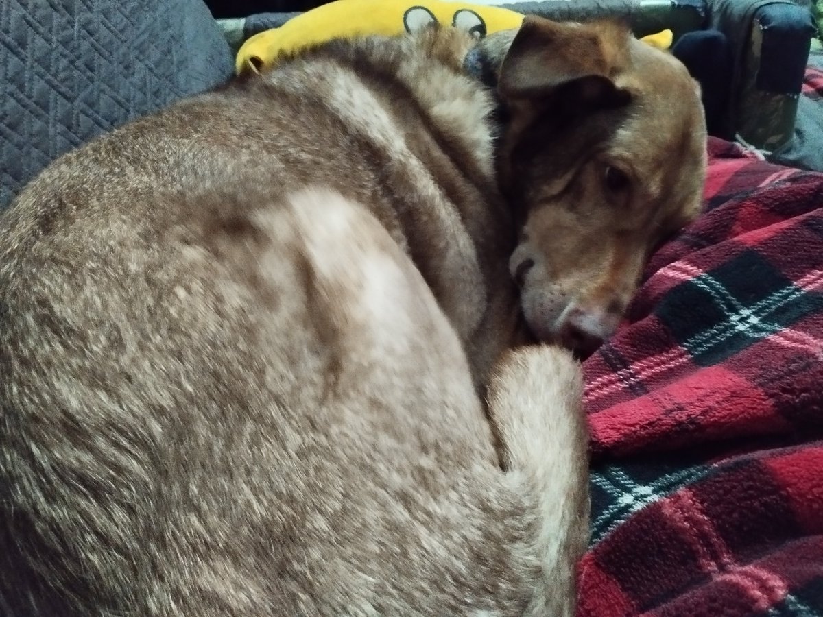 IgFC86's tweet image. 😍🐶❤️😁🌇Toy se hizo un ovillo 🧶 y se acurrucó conmigo cuando iba a ver una serie con mi manta 😍🐶❤️🌇😁 #series #dogs #manta #sweetdogs