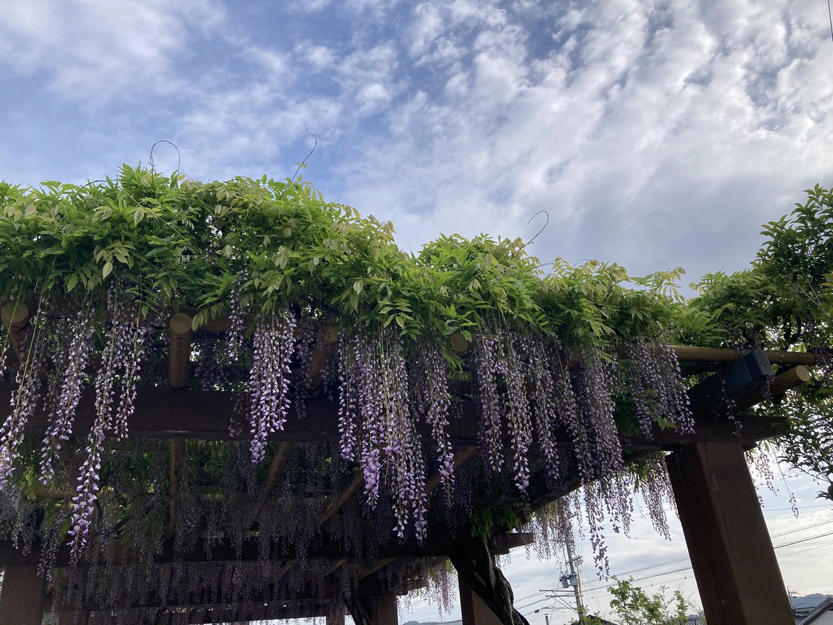 pete1911's tweet photo. おはようございます😃
朝ランニングと藤枝駅前ゴミ拾い。
綺麗な駅でRB大宮アルディージャサポーターを迎えたい🌈
改札口にも歓迎幕🌸
#藤枝MYFC
#蹴球都市
#蓮華寺池公園
#朝ラン https://t.co/C4UDr7Rofx