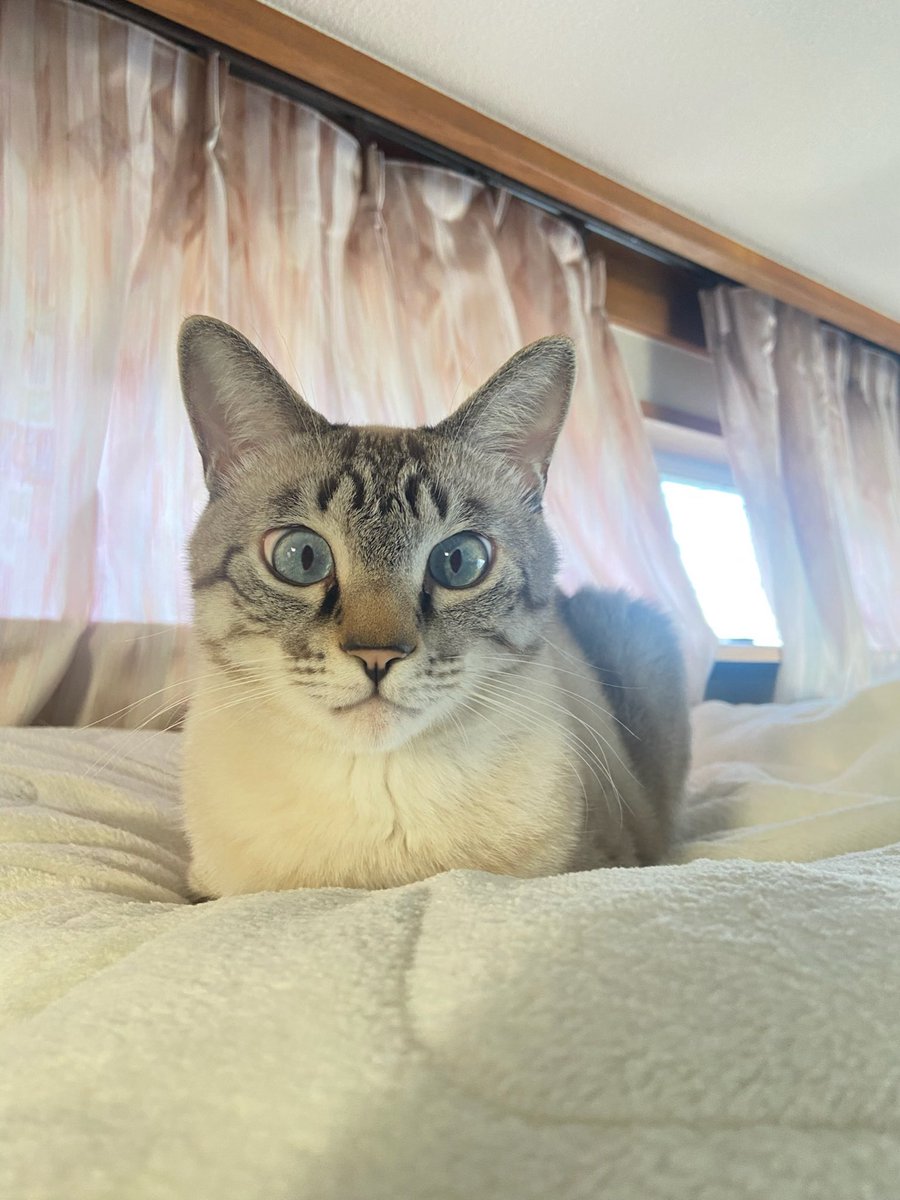 そら🐾 (@_sora0613_) / Posts / X