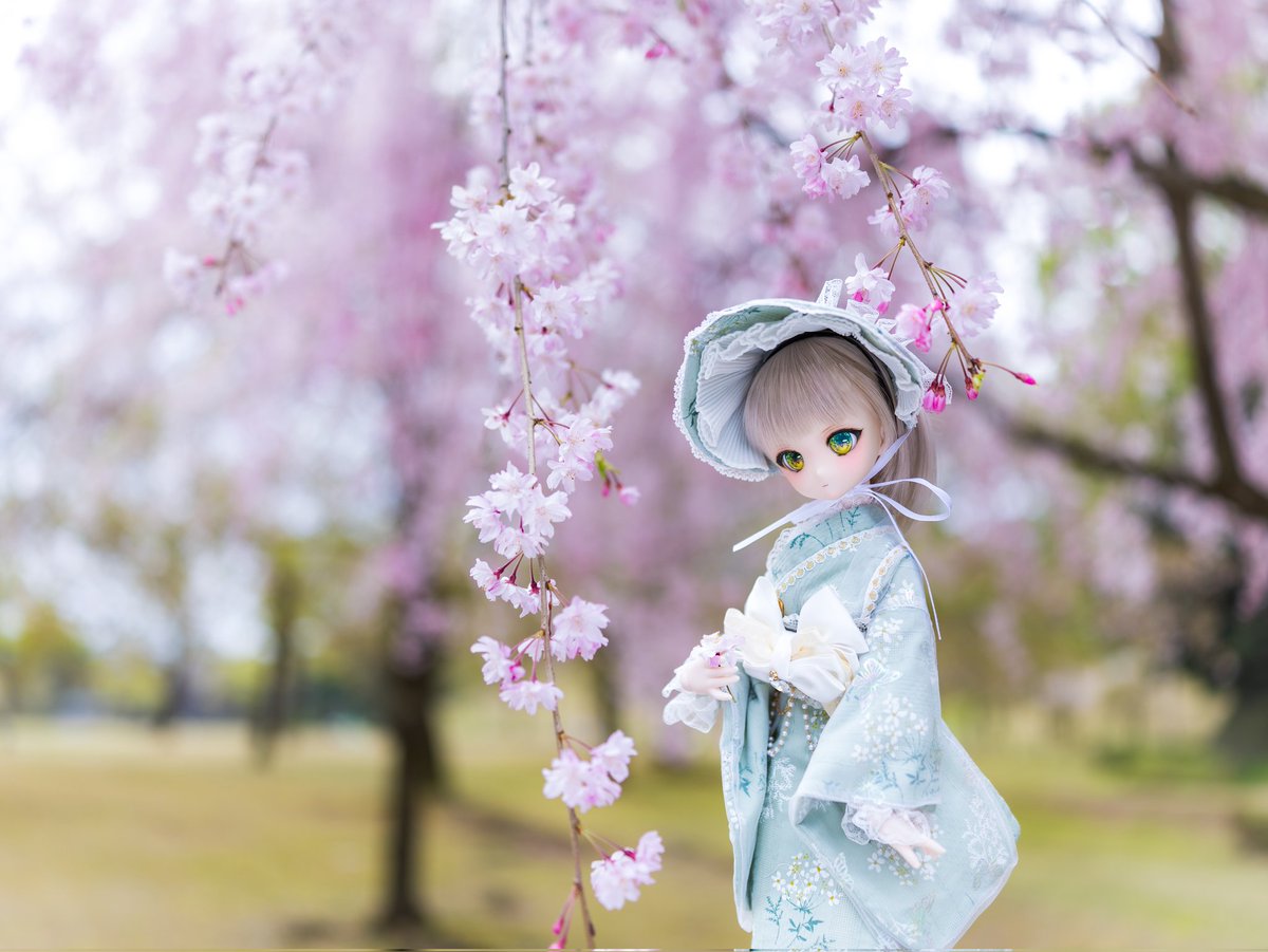おはようございます😊

枝垂れ桜の下で

4/15 金沢城公園🌸
#原のドールちゃん