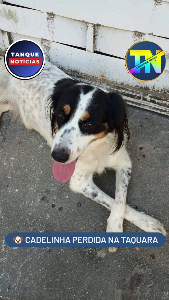 Taquara News tweet media