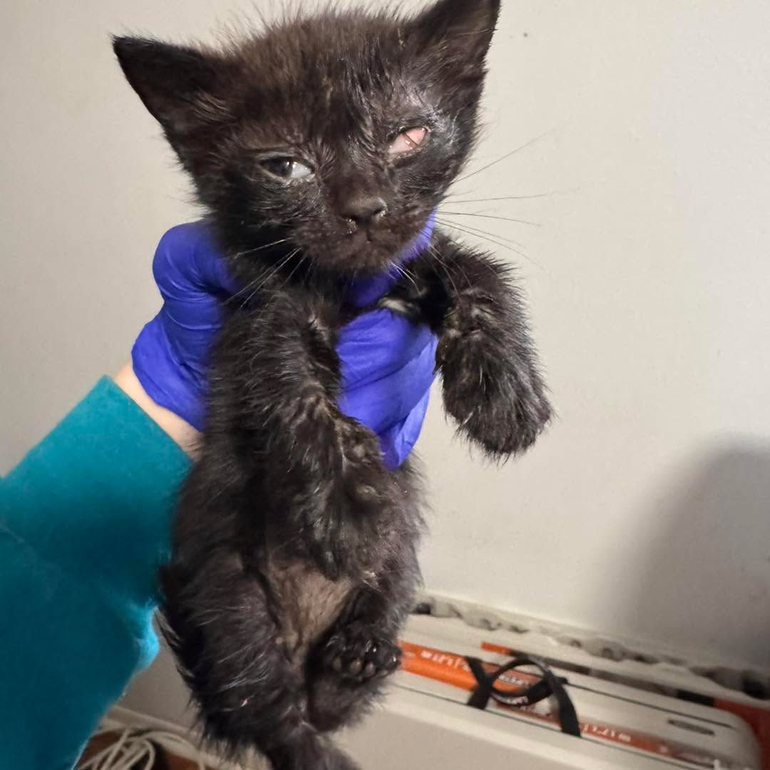 Mommy's Rescue Cat Shelter tweet media