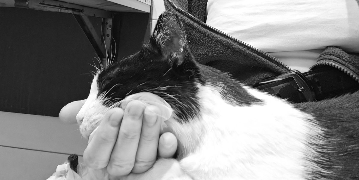 basiulowo's tweet photo. #Kitorro. Jest za TM od trzech tygodni, a ja wciąż wchodzę do "jego" pokoju mówiąc "cześć Kitorku" a wychodząc i wracając podnoszę rękę by pomachać do okna gdzie zawsze czekał - i zamieram z podniesiona ręką gdy zdaję sobie sprawę, że jego już nie ma...Też tak macie, mieliście?
Nadal nie udalo mi się zebrać na pokrycie kosztów zabiegu, jego pobytu w klinice... Jeśli ktoś moze i zechciałby pomoc- link do zrzutki w komentarzu.
