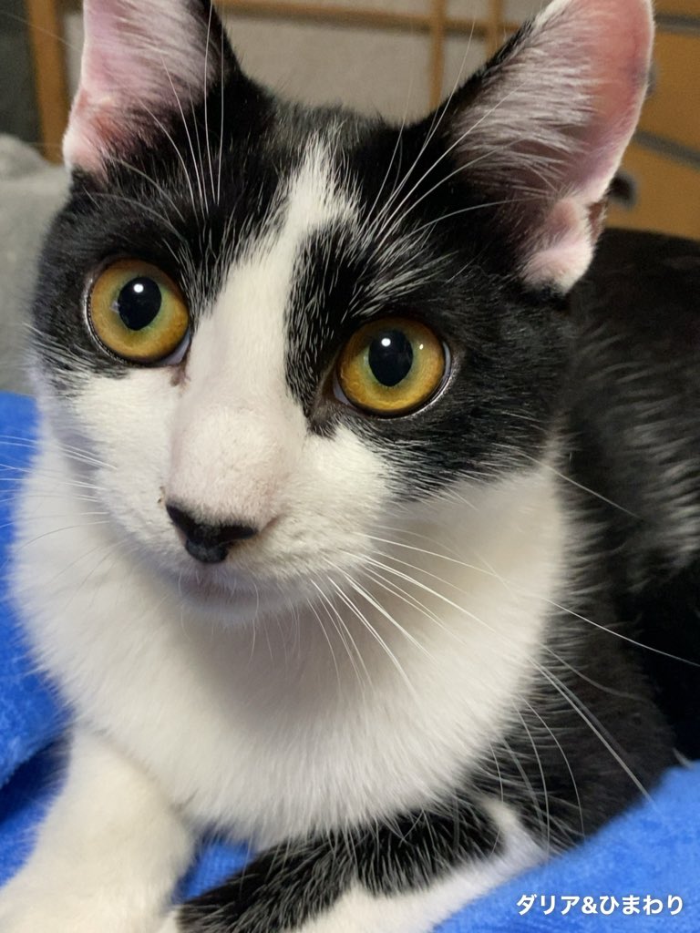 猫好きFPヤス tweet media