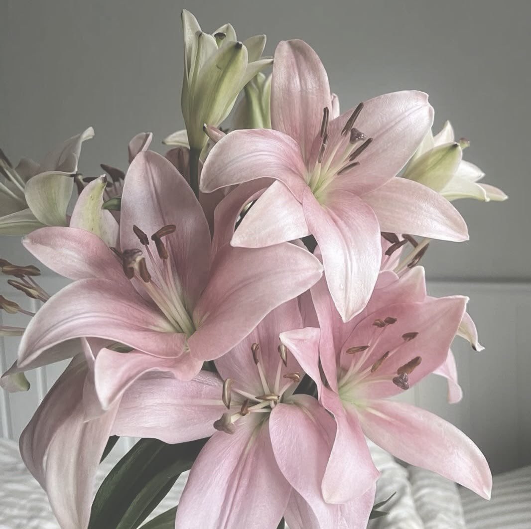 𓆩♱𓆪 tweet media