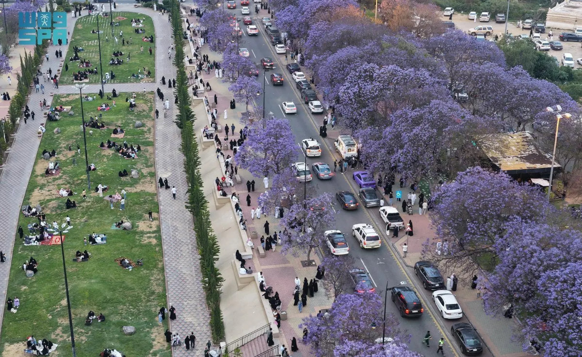 arabnews's tweet photo. #PHOTOS: #Jacaranda trees are in full bloom across the #Asir highlands, drawing crowds, boosting tourism, and transforming the city into one of Saudi Arabia’s most scenic spring destinations. #Abha #SaudiTourism https://t.co/L0eotqNXbj https://t.co/PRM4bAFIHW