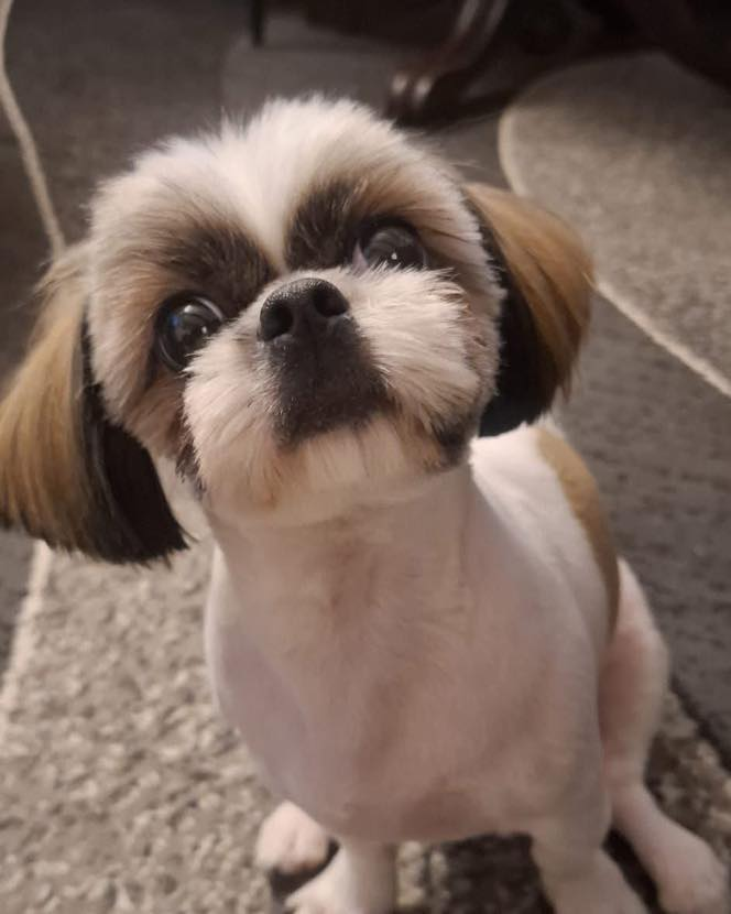 OldmanAw's tweet photo. @AGozdyra Dziki rozszarpały małego Shih tzu na oczach mieszkańców. Maja zginęła na miejscu.https://t.co/WkcaJEswMc https://t.co/2UD2RKMsCI