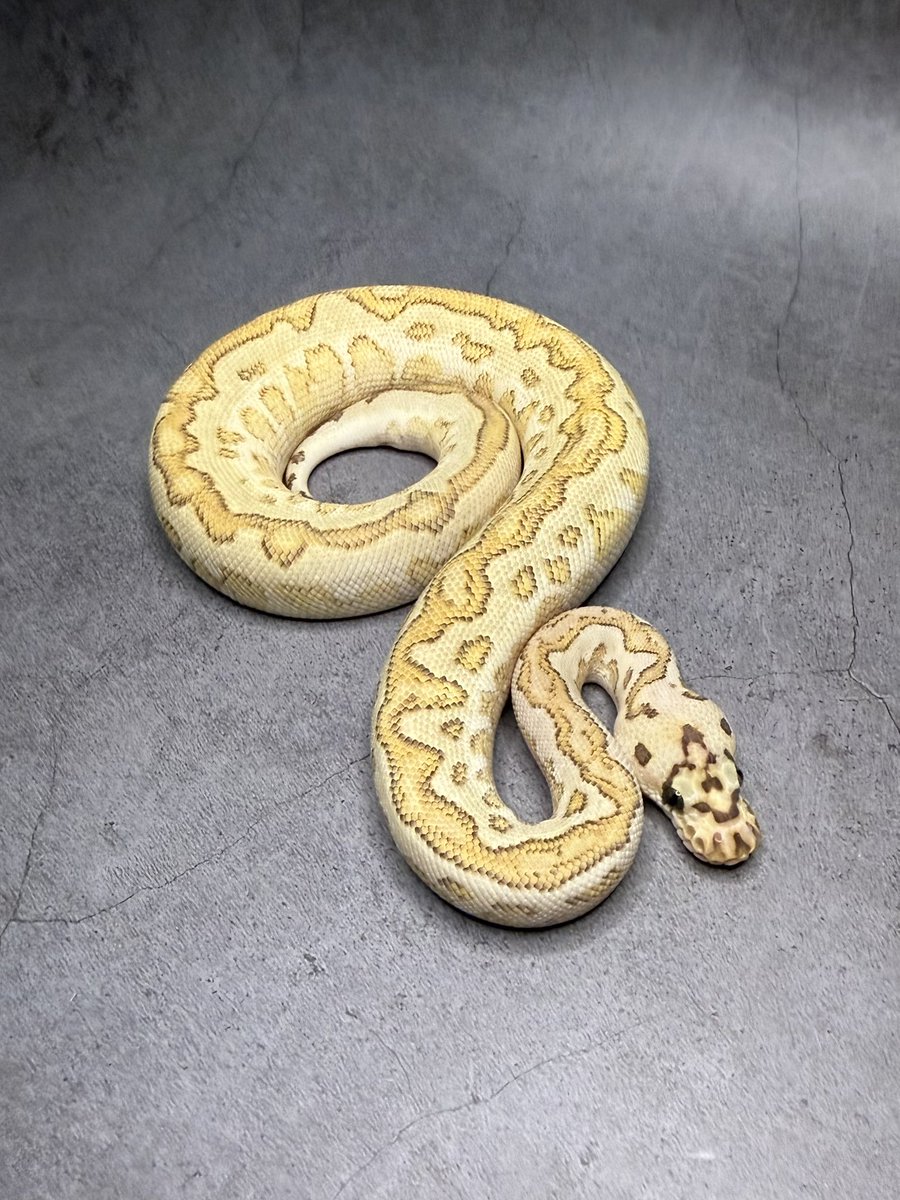 だっぴ完了✨

1.0 Fire Lesser Spotnose Clown poss YB