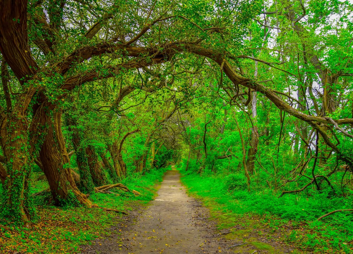 ByTheBayPhotos's tweet image. Spring walk along the trail at the Wye Island Natural Resources Management Area.

#WyeIsland #Delmarva #Nature #Hiking #Maryland