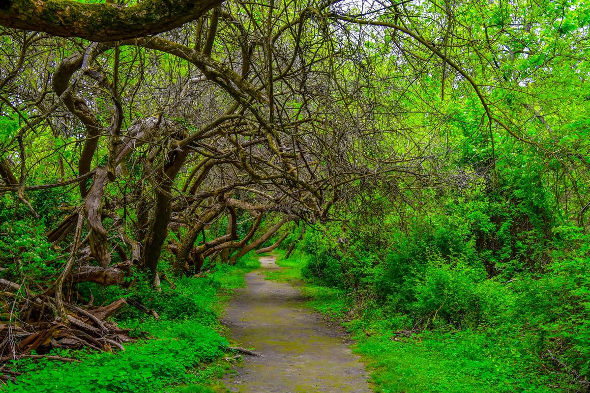 ByTheBayPhotos's tweet image. Spring walk along the trail at the Wye Island Natural Resources Management Area.

#WyeIsland #Delmarva #Nature #Hiking #Maryland