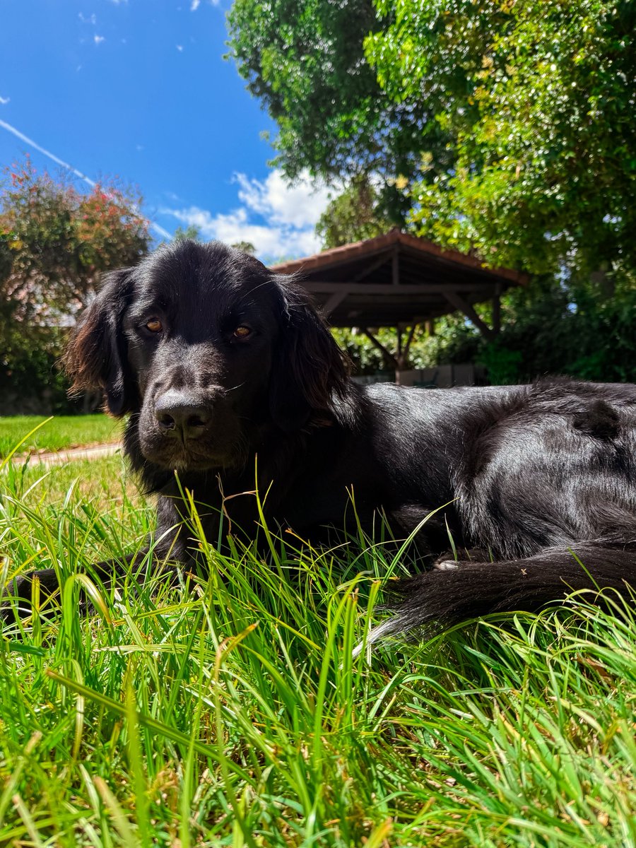 CCMason__'s tweet photo. Miss Piper, my little rescue princess 😍 #flatcoatedretreiver #rescuedog https://t.co/RYut7vdJXL