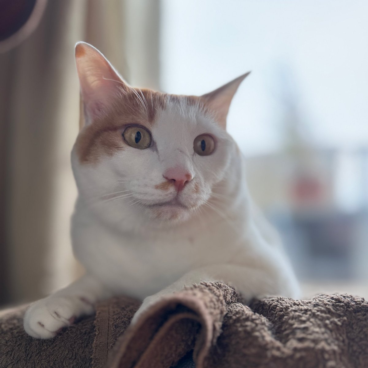 にこちゃんの日常😺✨ tweet media