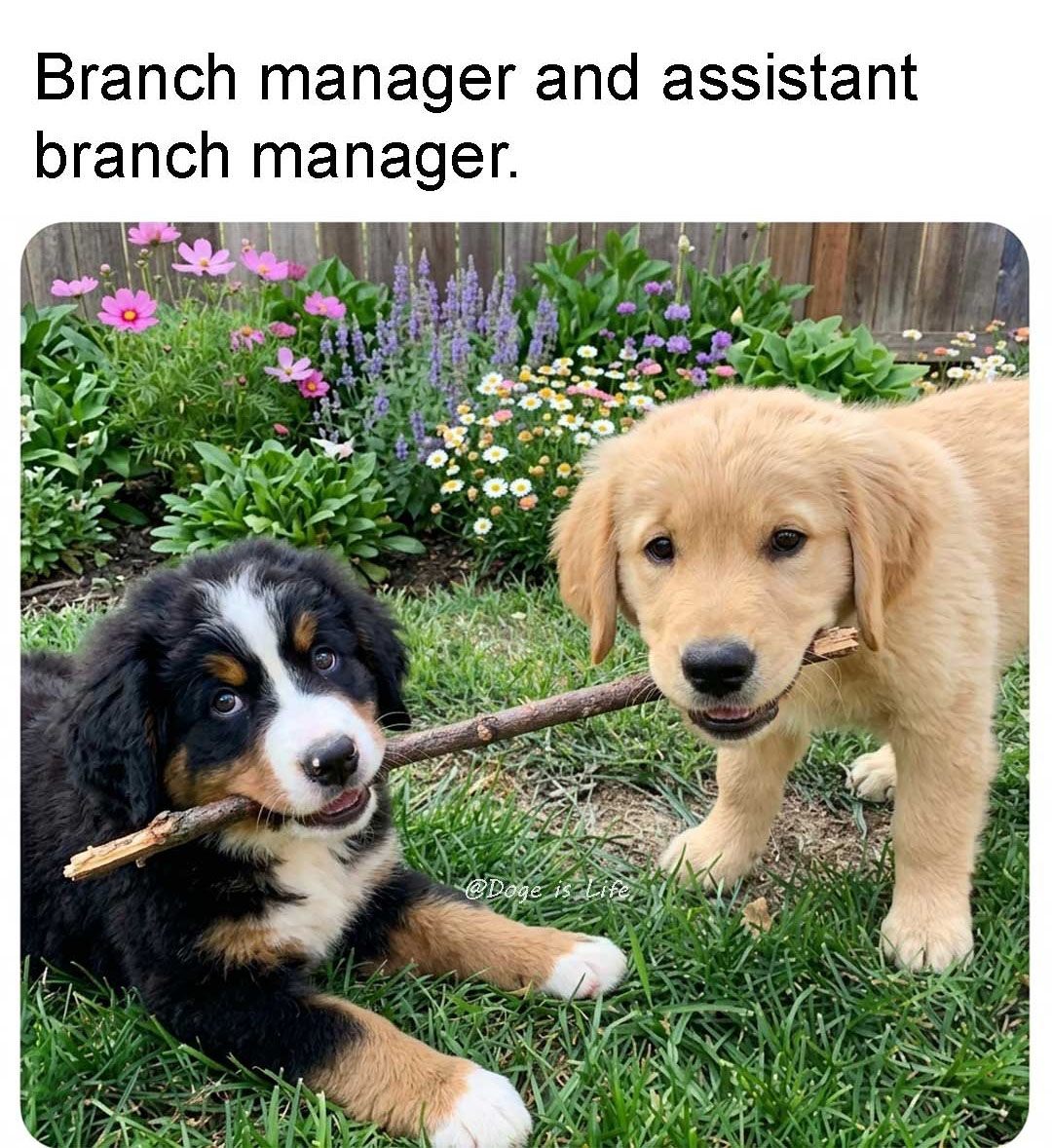 Doge_Is_Life_'s tweet image. I trust this management team with my life.
#dog #dogs #puppy #puppies #pupper #dogmemes #dogmeme #meme #memes #cute #DogeisLife