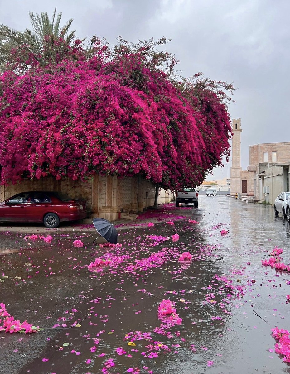 عبدالكريم النغيمشي tweet media