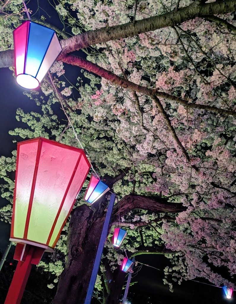 夜桜