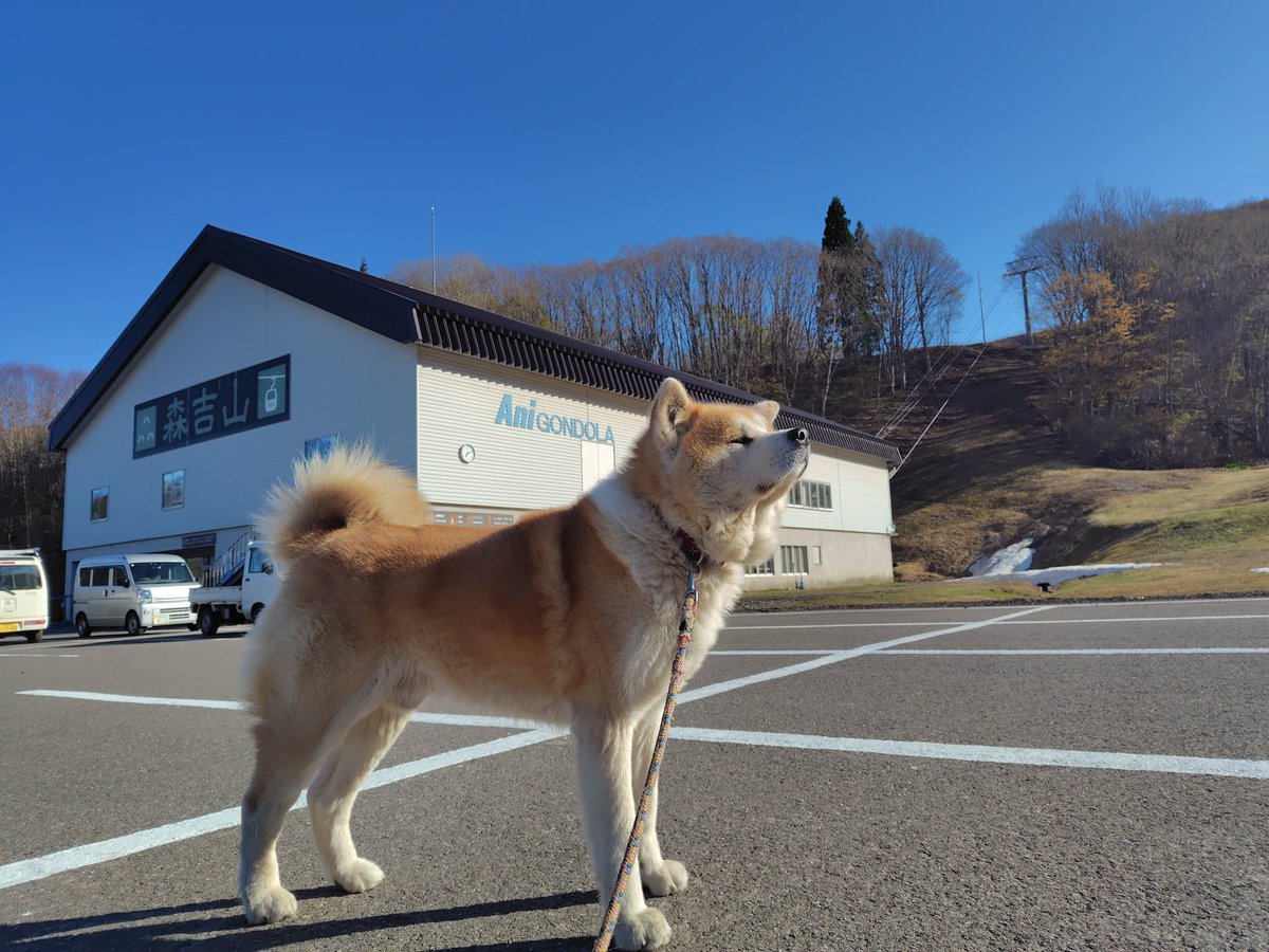 おはようございます!今日と明日春スキー営業です!天気は良いですが山頂気温2℃と少し寒いです!皆様お待ちしております🎶 #森吉山 #北秋田 #秋田犬