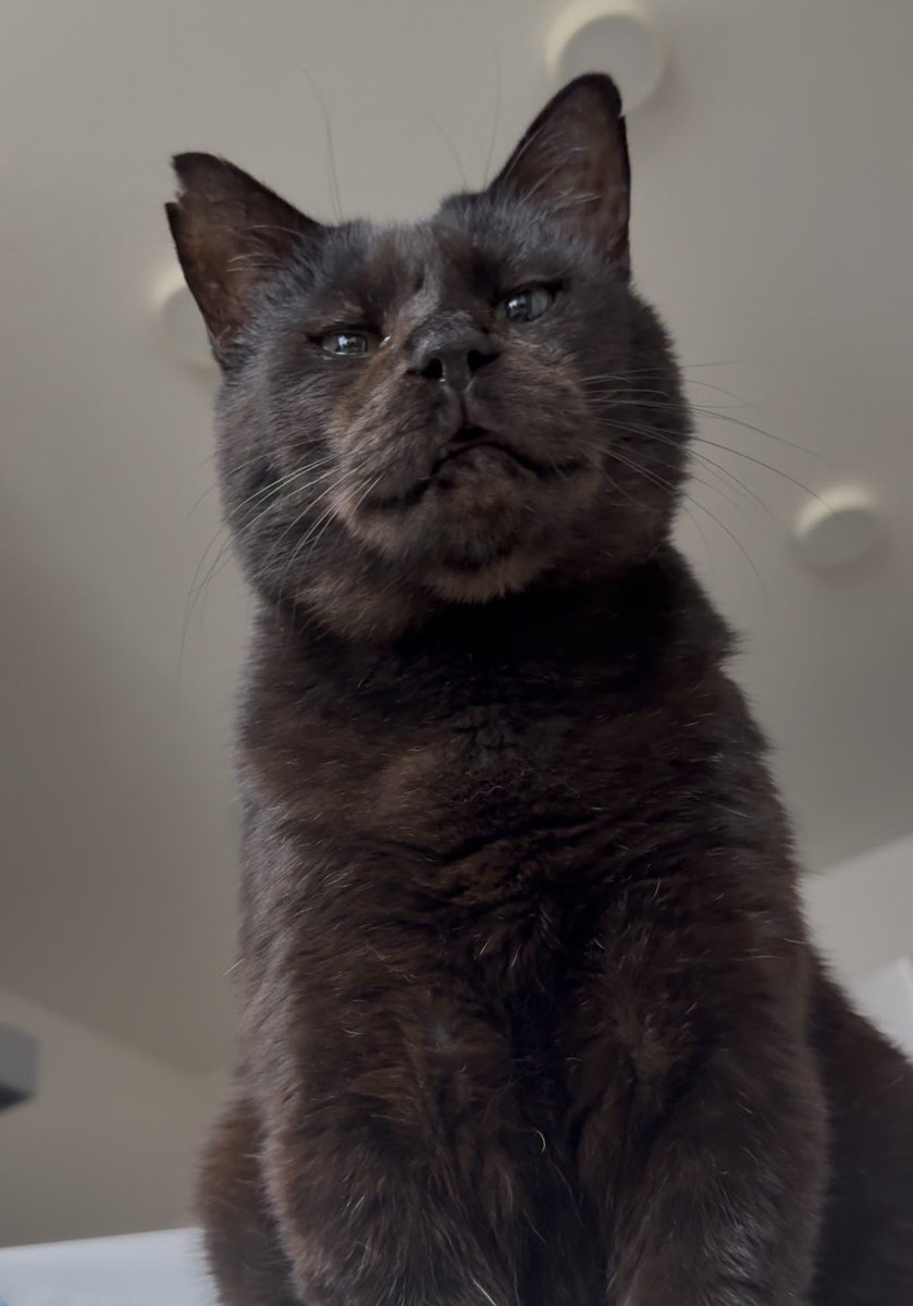 元ボス猫むさし tweet media