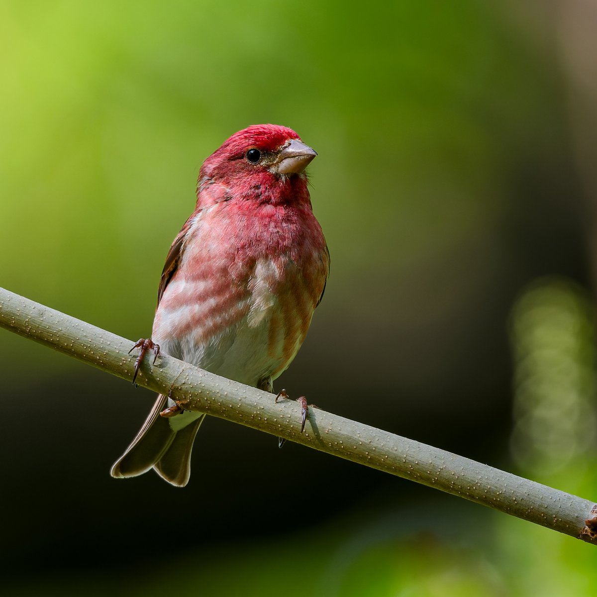 Male Purple Finch in the Central Park Ramble this afternoon      
#purplefinch #birdcpp #birdphotography #nikonphotography #springmigration