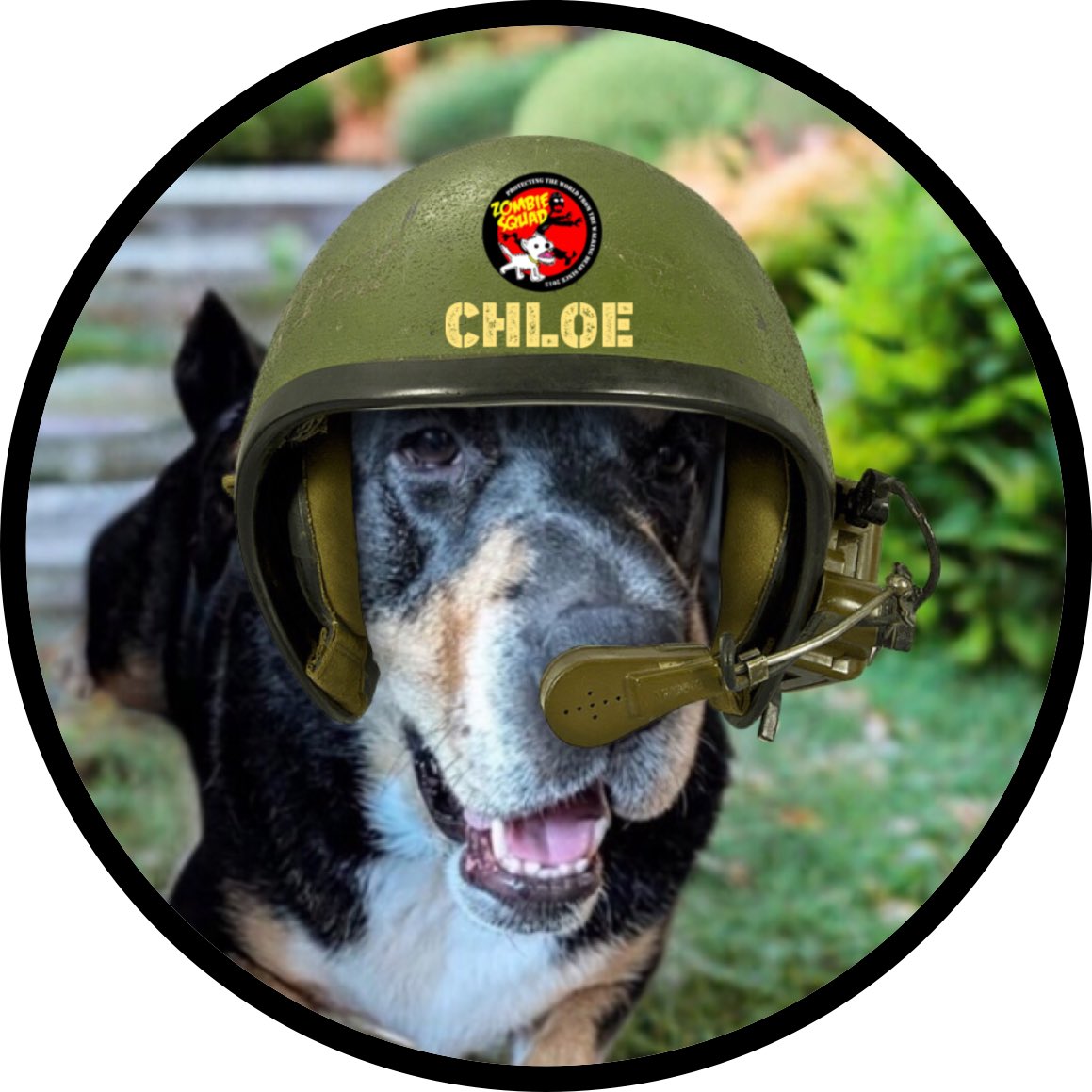 Wabbit & Henry #ZSHQ 🐰🐶 tweet media