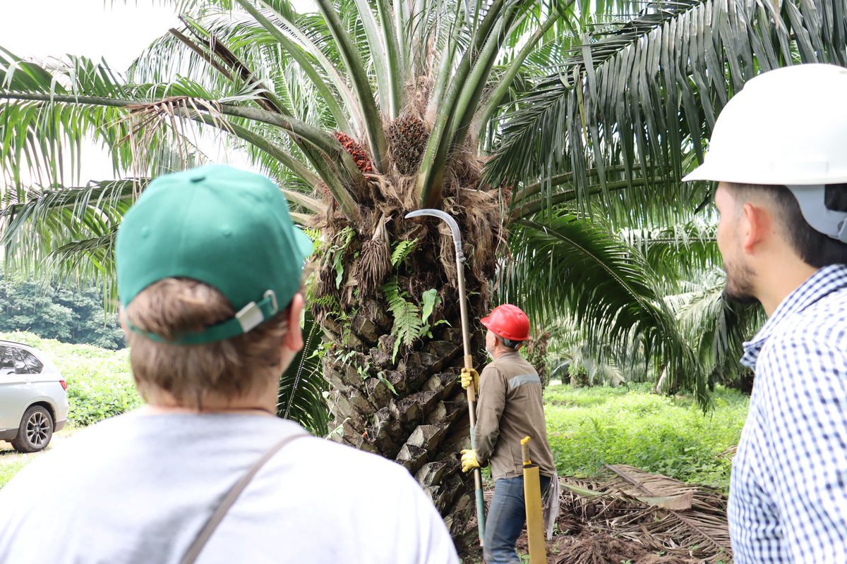 FedepalmaOrg's tweet photo. 🌴 Un modelo que integra productividad y conservación.

Con más de 60 años de trayectoria, 6.000 hectáreas cultivadas y 1.230 hectáreas de reserva ambiental, Hacienda La Cabaña es un ejemplo del aporte del sector al desarrollo sostenible de las regiones.

Estos espacios fortalecen el intercambio de experiencias y reafirman el compromiso de la palmicultura colombiana con la sostenibilidad y el progreso territorial. 

#PalmaSostenible