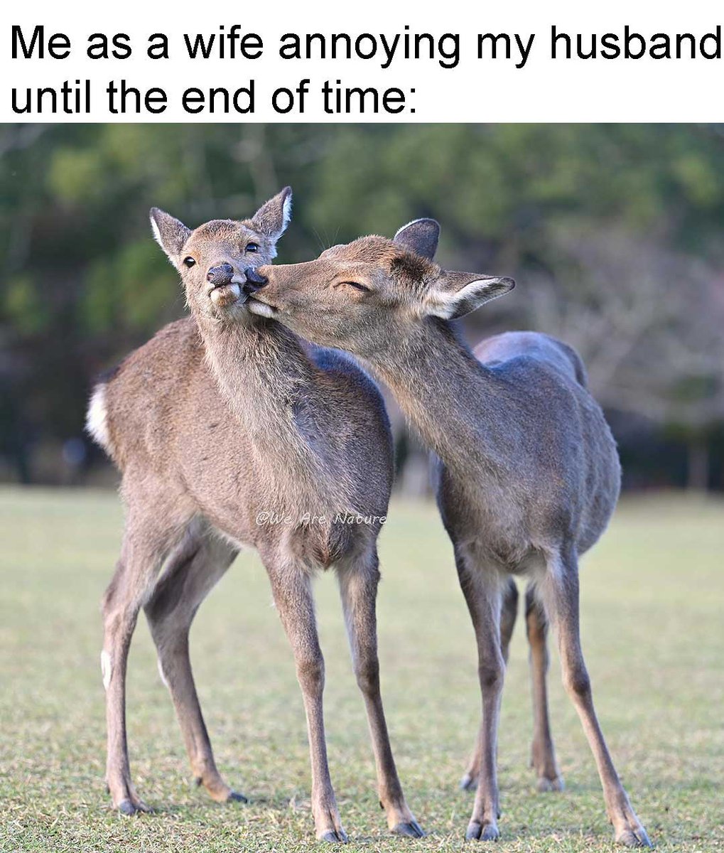 WeAreNatur3's tweet image. The best kind of love.❤️
#nature #deer #animal #animals #meme #memes #naturememes #animalmemes #WeAreNature