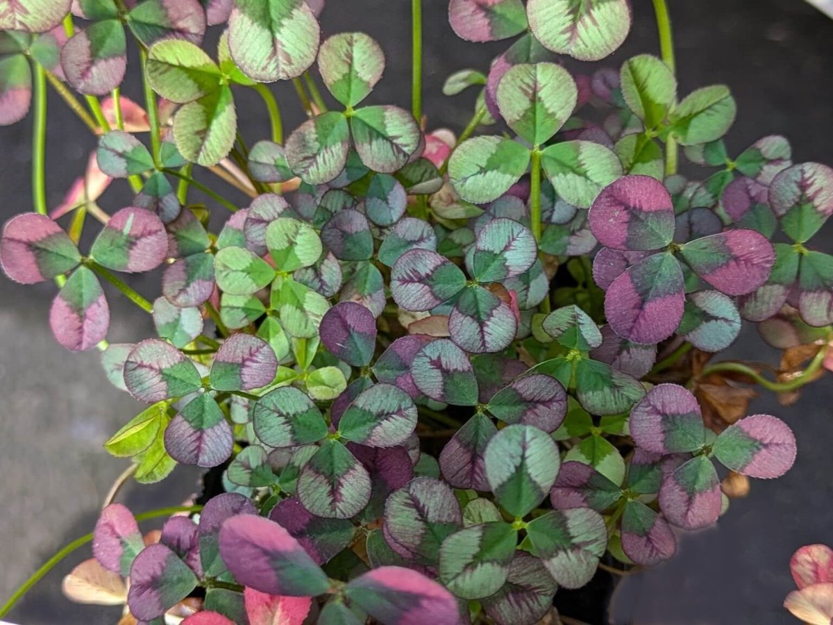 船魂funatama tweet media