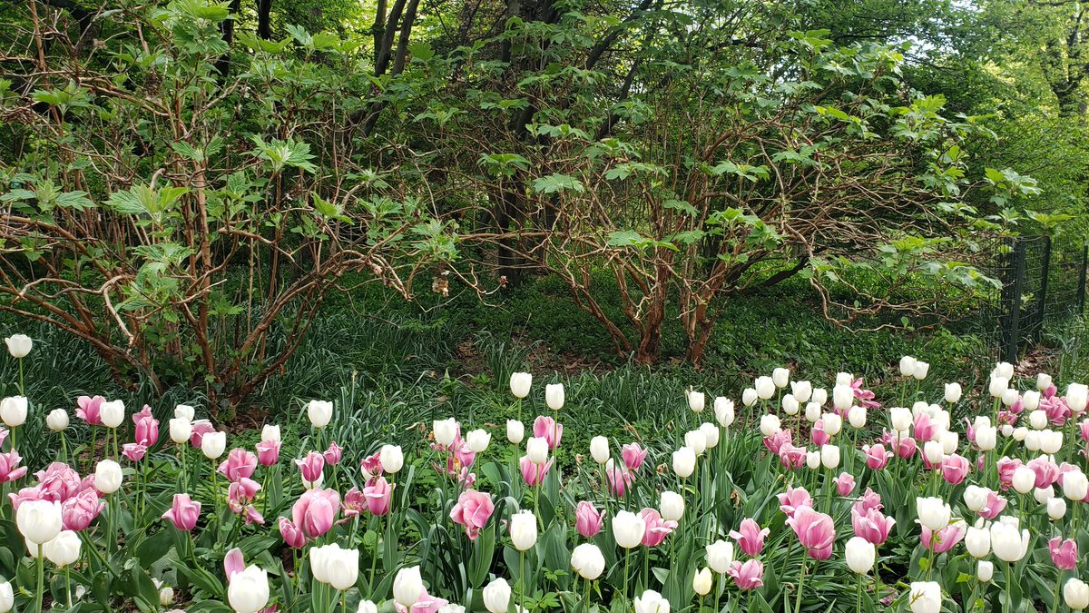 GenovevaUzunov1's tweet image. Wonderful walk in green @CentralParkNYC for World 🌎 Women's Wellness Day - perfect for stress management before our Museum visit!☘😍❤
#nature #health #happiness