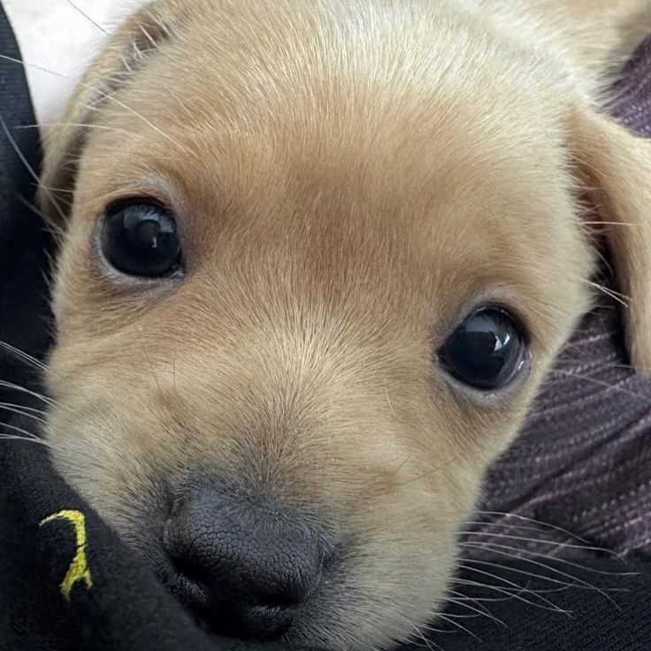 Barreirinhas tweet media