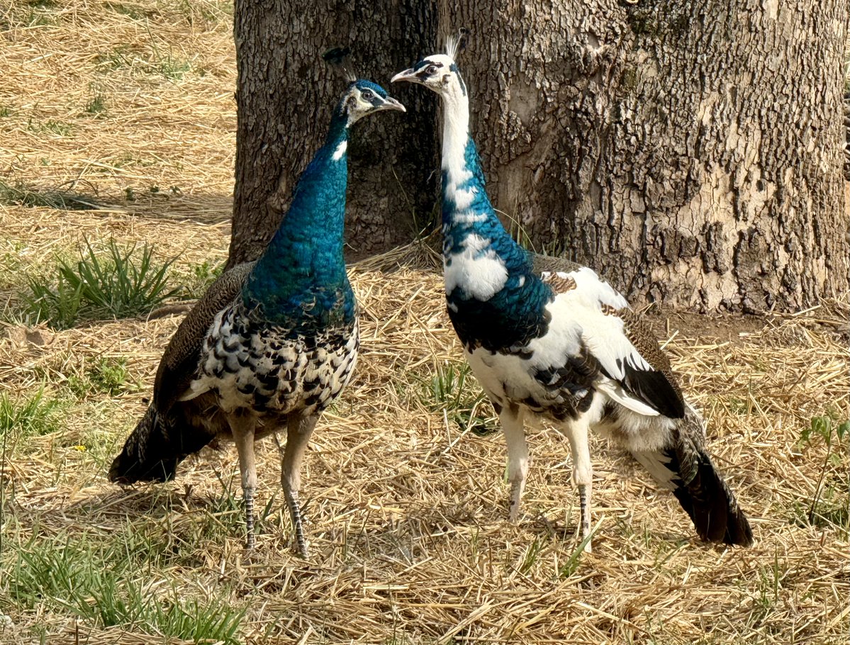 Robert W Malone, MD tweet media