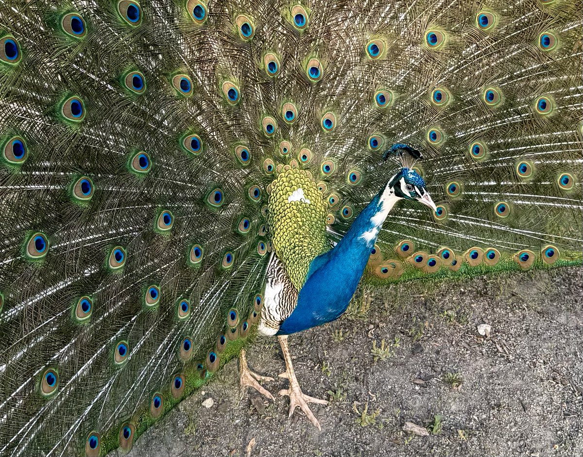 Robert W Malone, MD tweet media