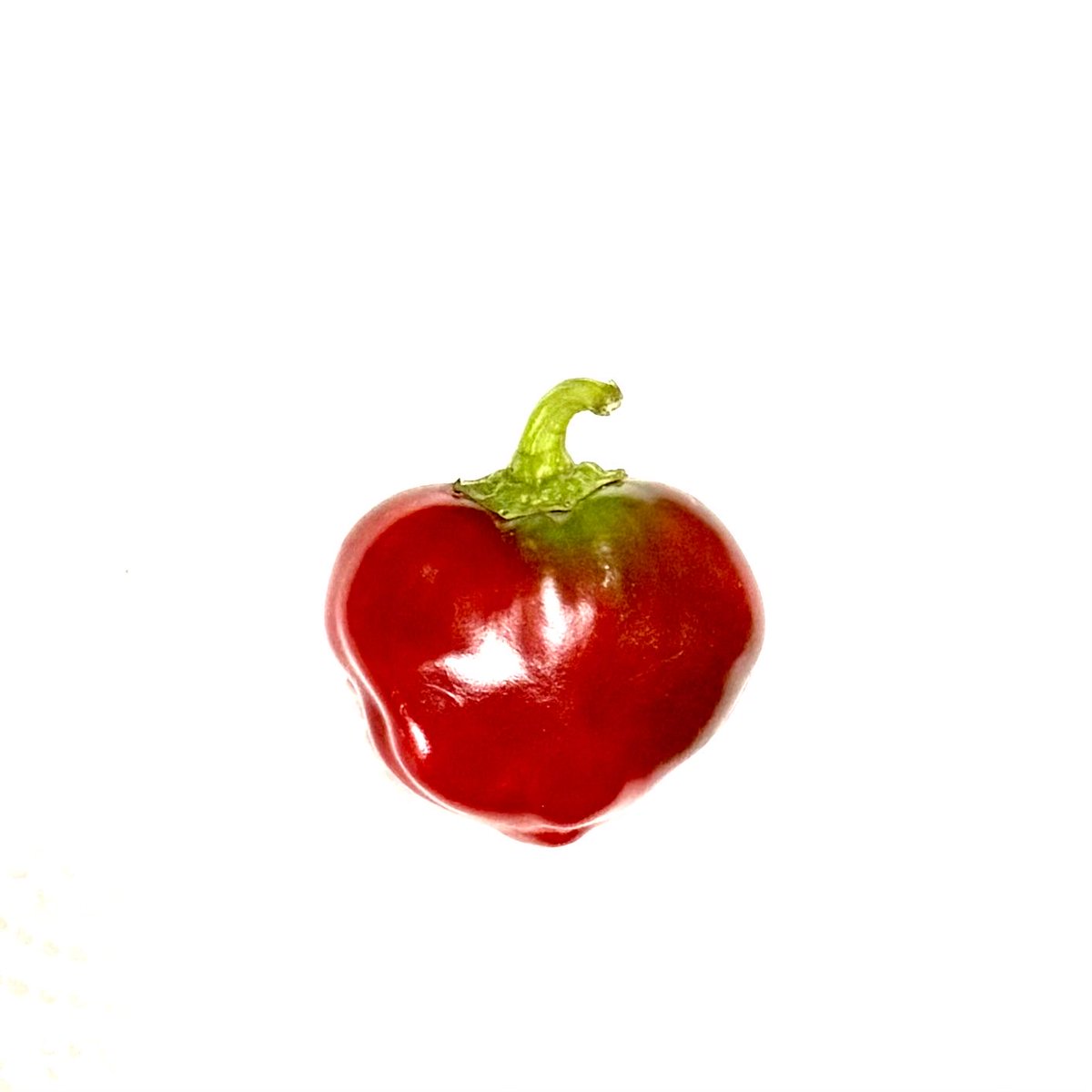 Chicho Di Corigliano tweet media